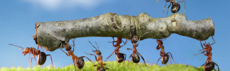 High performing lederteam, high performance